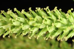 Salix matsudana × S. alba. Female catkin.
 Image: D. Glenny © Landcare Research 2020 CC BY 4.0